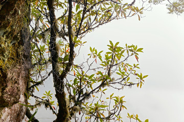 Fog, cobweb at leavada walk in the mountains of Madeira