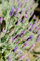 Natural lavender bushes closeup at sunset outdoors background