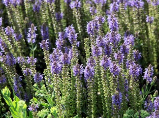 Obraz premium lila flowers of lavand herb