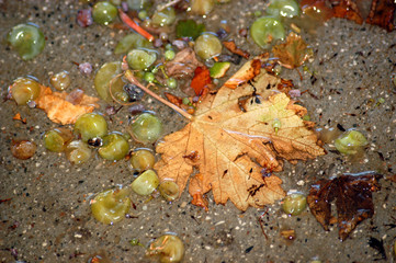 Verema Τρύγος Vendemmia Vendimia Vendange Harvesting of wine grapes Traubenlese Harvest wine Weinlese vino Vëndëmmia Vindima 收穫 葡萄酒 בציר Årgång ヴィンテージ 