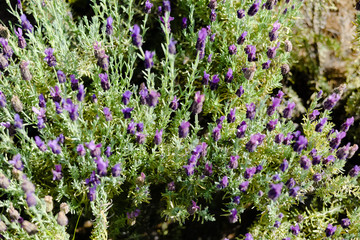 Fototapeta premium Natural lavender bushes closeup at sunset outdoors background