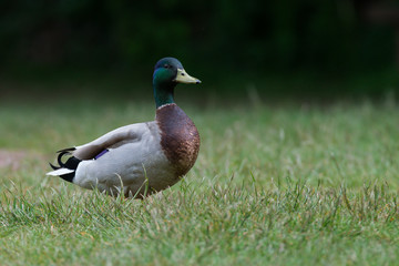 Mallard, Duck, Anas platyrhyncho