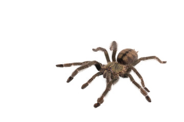 Spider Cyclosternum Davus Fasciatum