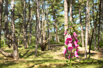 Fox Gloves © GIles