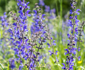 meadow clary flowers
