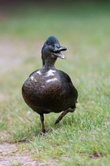 Mallard, Duck, Anas platyrhyncho