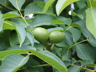 Fresh Green Walnuts on Tree with Background
