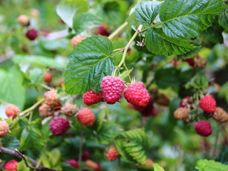 Fresh Ripe Red Raspberry with Green Branch Background
