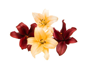 Beautiful lily isolated
