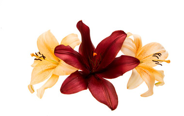 Beautiful lily isolated