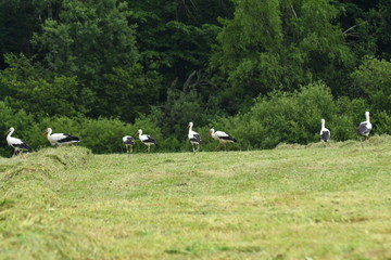 herd of storks on the meadow 