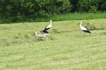 Obraz na płótnie Canvas herd of storks on the meadow 