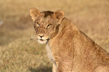 A young lion staring at the camera