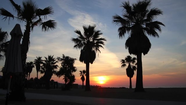 Silhouettes of palm trees at dawn