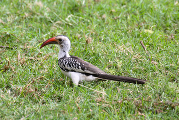 Von der Decken's hornbill in green grass