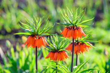 Beautiful crown imperial