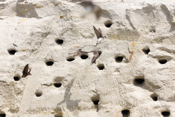 Europäische Uferschwalben 