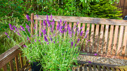 Pots of lavender on an old wooden garden bench