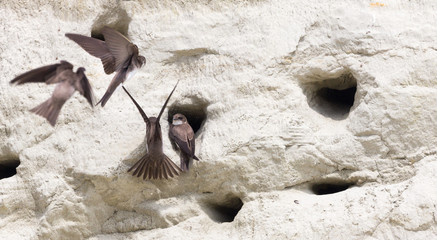 Europäische  Uferschwalben