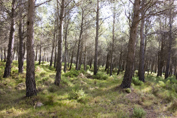 Fototapeta premium Around the village of Pina de Montalgrao in Castellon