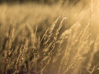 Dry grass in direct sunlight at sunset and blurred background