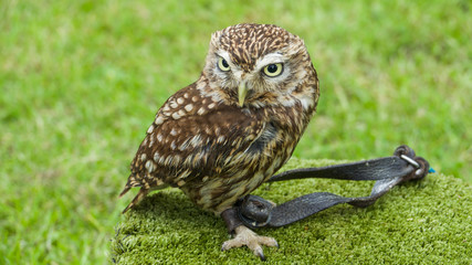 Little owl tethered to a roost