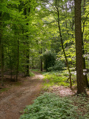 Fototapeta na wymiar Shaded path through the beechwood forest and sunbeams