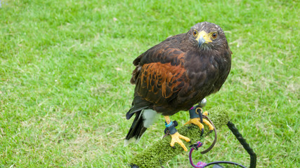 Harris hawk tethered to a roost