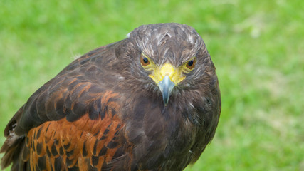 Harris hawk tethered to a roost