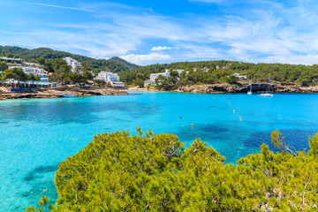 Green pine tree on cliff rock overlooking beautiful Cala Portinatx bay with hotels on shore, Ibiza island, Spain