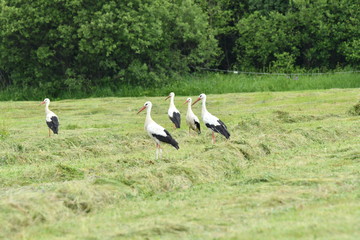 herd of storks on the meadow 