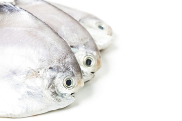 fresh butterfish on white