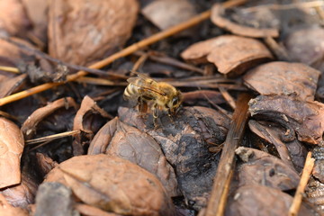 The bumble-bee polinates on the flower