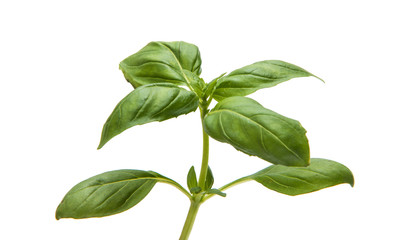 Basil isolated