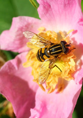 Bulb fly in a flower of a dogrose, macro photography.
