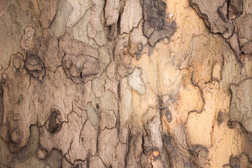 Tree bark texture. Light woody texture