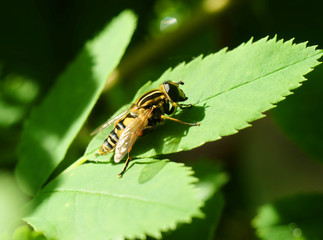 Fly hoverfly on a wild rose leaf, macro.