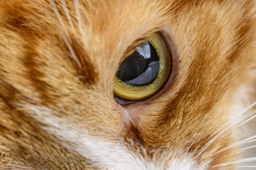 Eyes of a beautiful home cat macro 