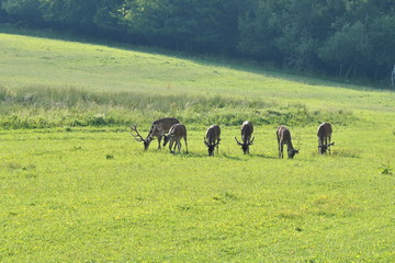herd of stag and deers on the meadow grazing 