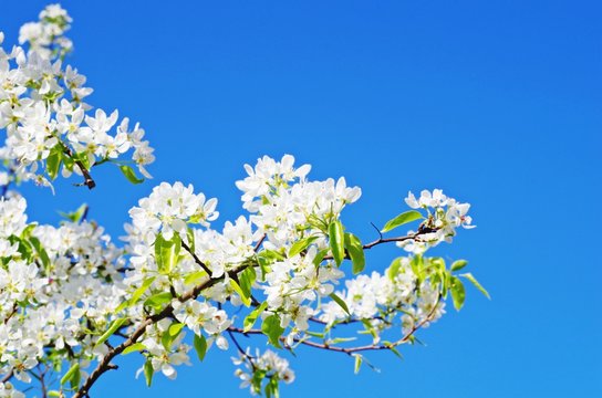 Apple white flowers blossoming on a apple tree with blue sky for background on a spring time.