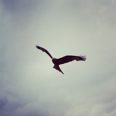 Adler