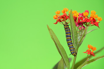 Monarch butterfly caterpillar feeding on milkweed plant on blossom