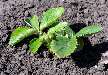 A young strawberry bush on plowed land