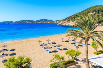 Palm tree and sun loungers on sandy Cala San Vicente beach, Ibiza island, Spain