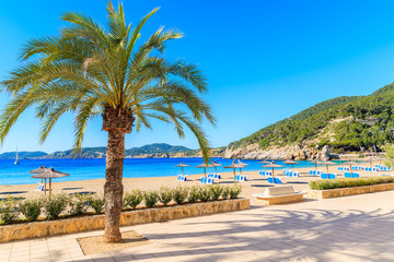 Palm tree on coastal promenade along sandy beach with umbrellas and sunbeds in Cala San Vicente bay on sunny summer day, Ibiza island, Spain