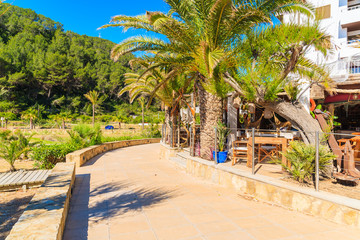 Fototapeta premium Palm trees on coastal promenade along sandy beach in Cala San Vicente bay on sunny summer day, Ibiza island, Spain