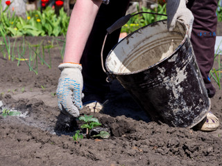 Gardener throws on the plant shoots of wood ash from a bucket