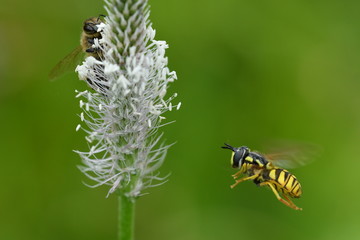 The bumble-bee polinates on the flower