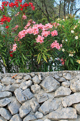 Oleandegarten auf Cres, Kroatien