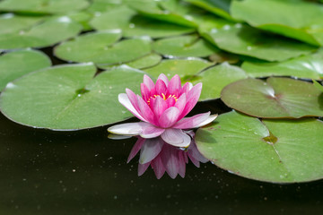 Seerose mit Spiegelung im Wasser 
